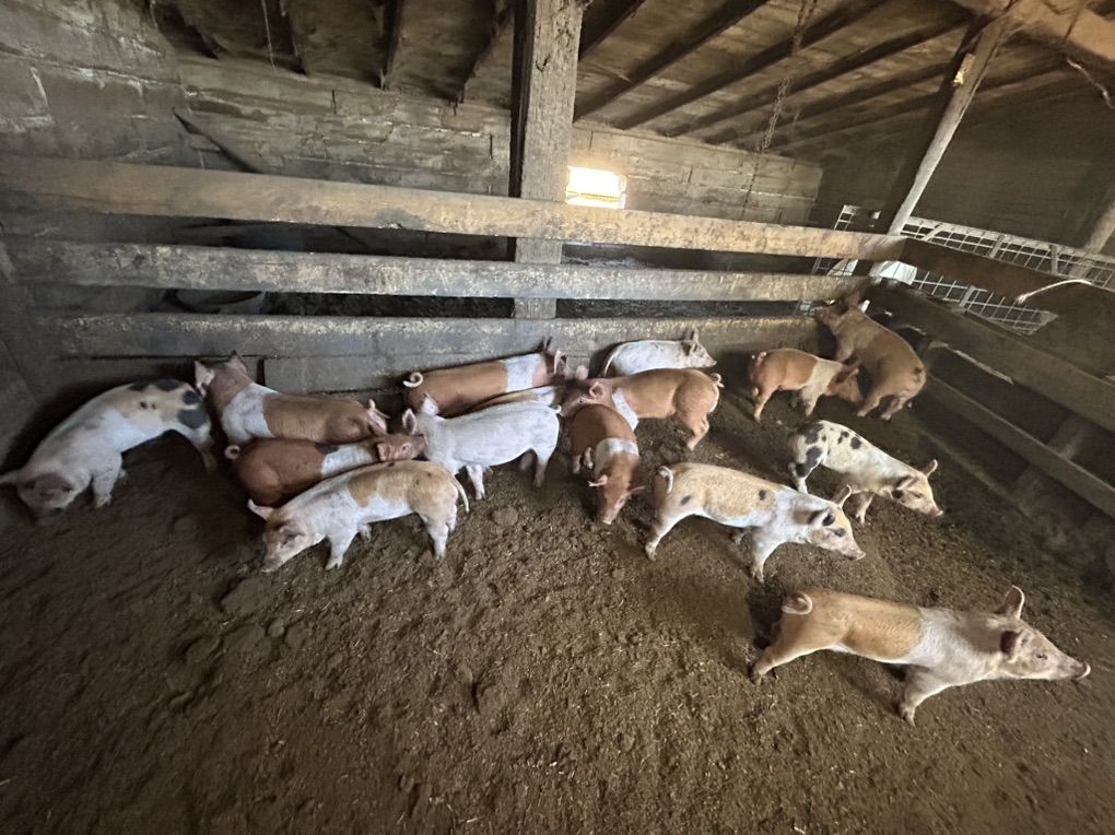 Weaner pigs