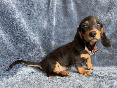 Female dachshund Puppies