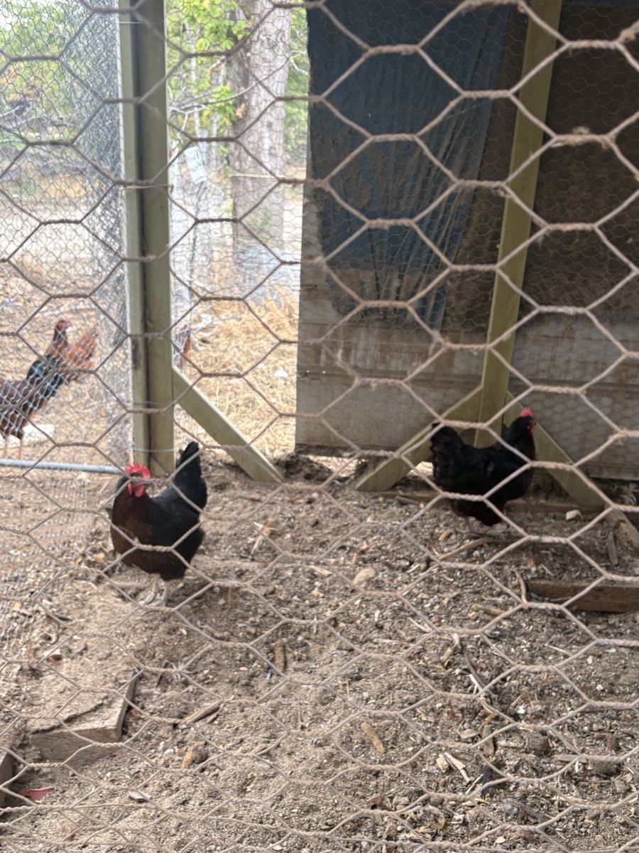 3 laying hens and 1 young rooster