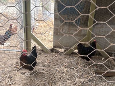 3 laying hens and 1 young rooster