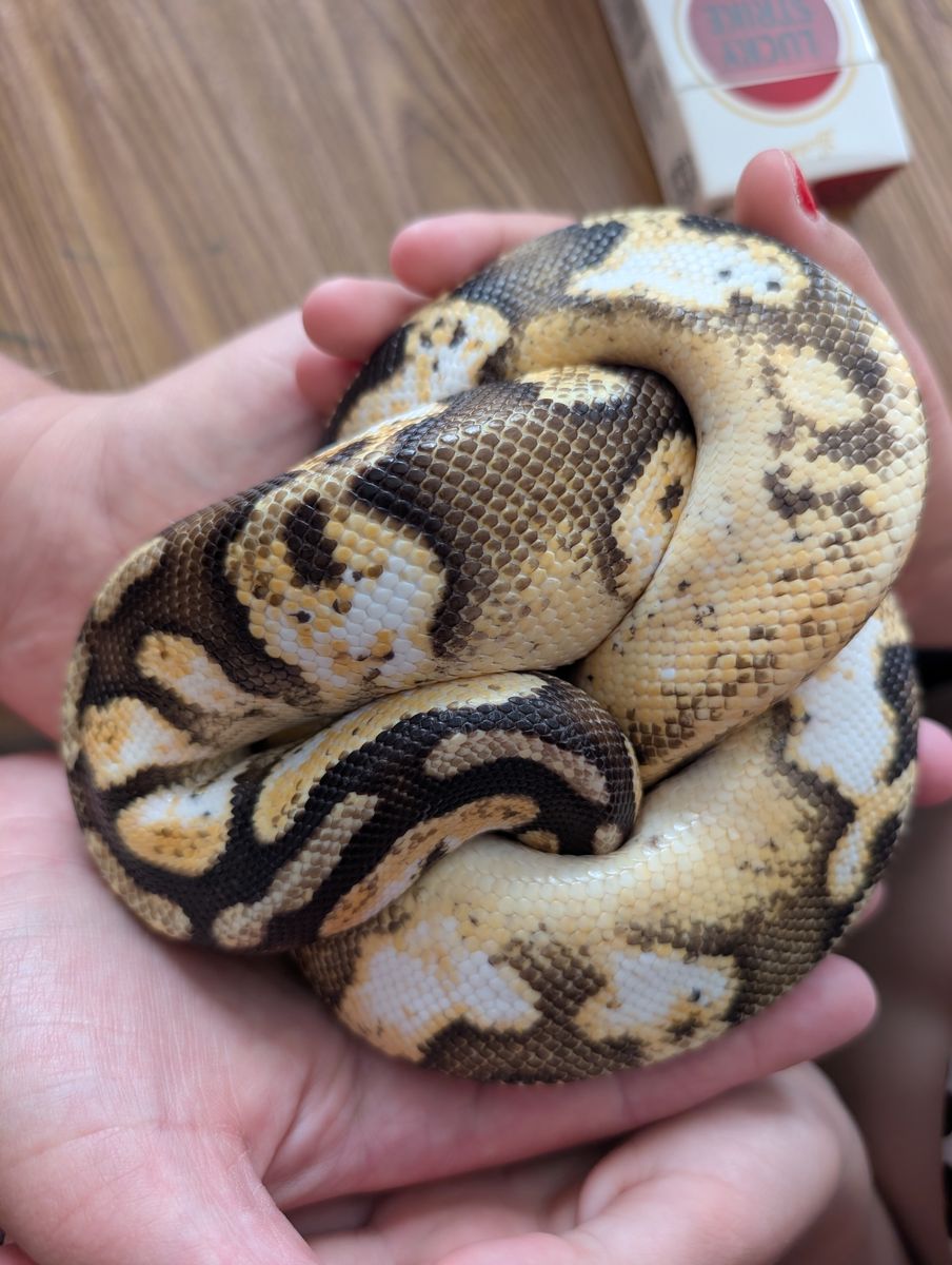 Albino calico ball python