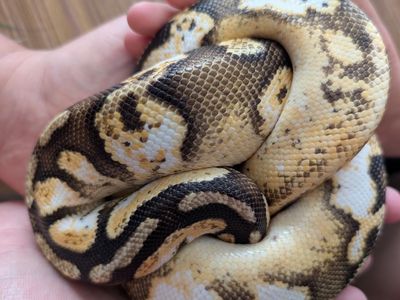 Albino calico ball python