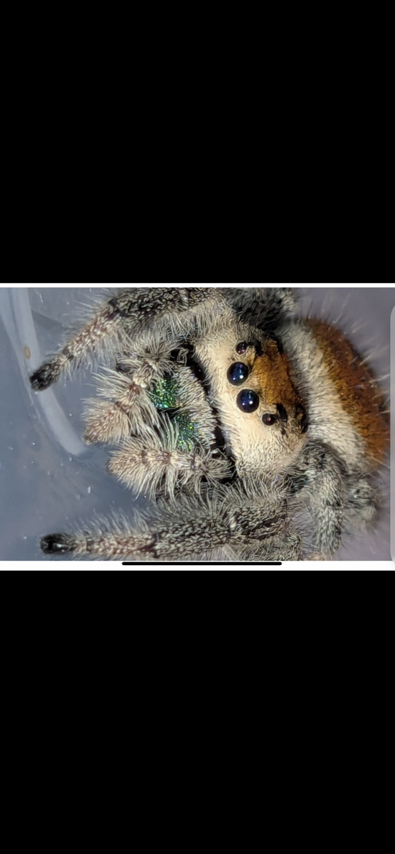 Peach jumping spider