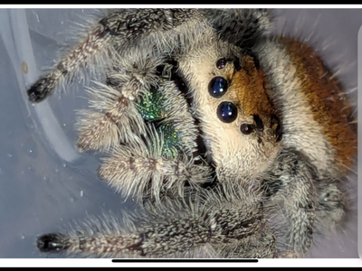 Peach jumping spider