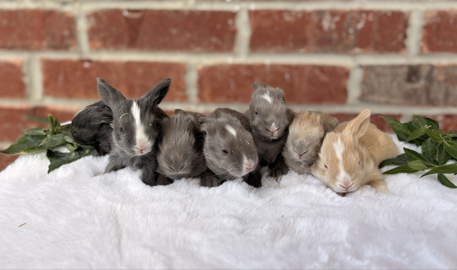 Pedigreed English Angora Baby Bunny Rabbits Newborns