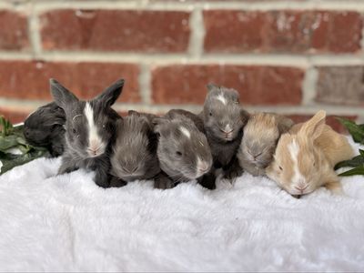 Pedigreed English Angora Baby Bunny Rabbits Newborns