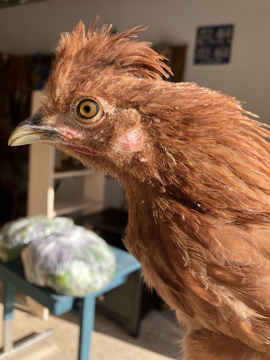 Satin Silkie Bantam Pullets Hens