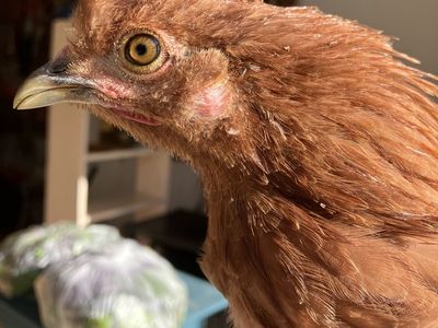 Satin Silkie Bantam Pullets Hens