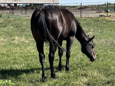 Streak of fling bred gelding