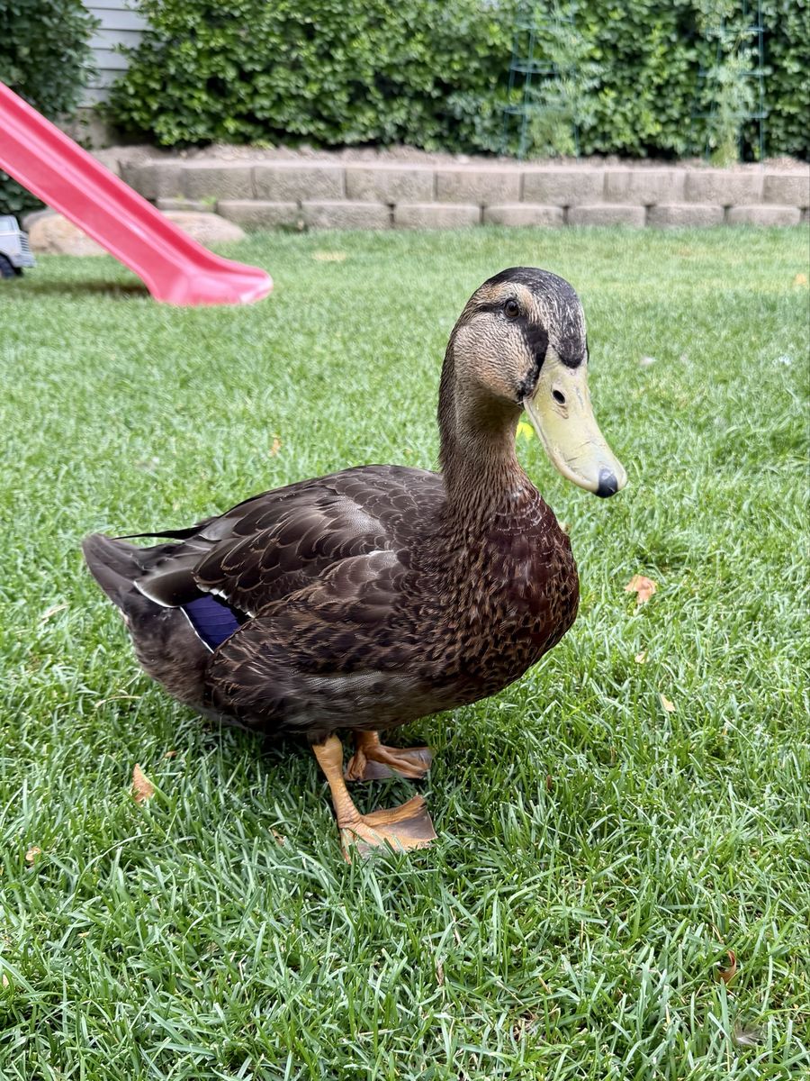 2 Rouen Ducks (both drakes) - Friendly & Socialized