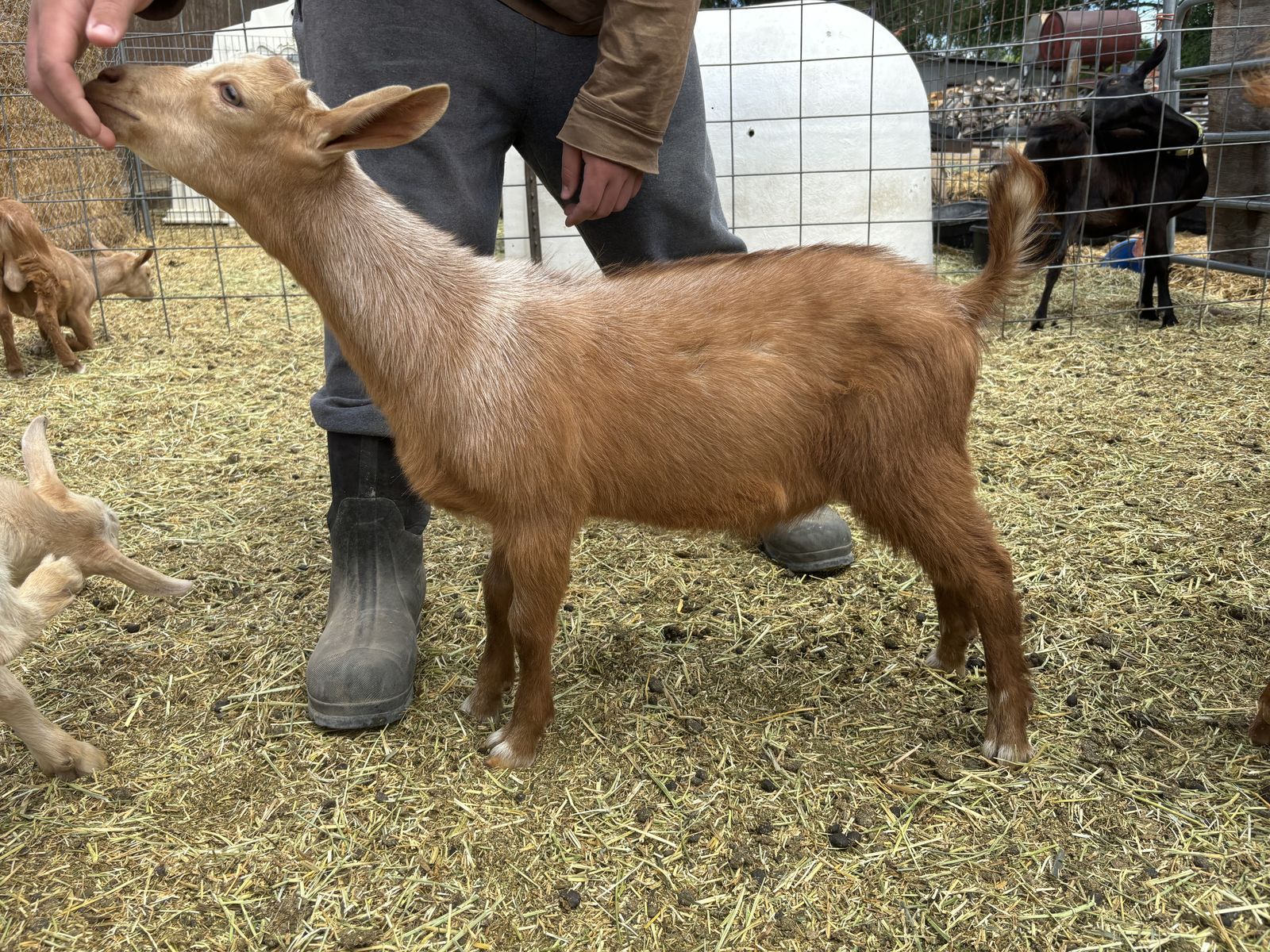 American Guernsey Buck kid