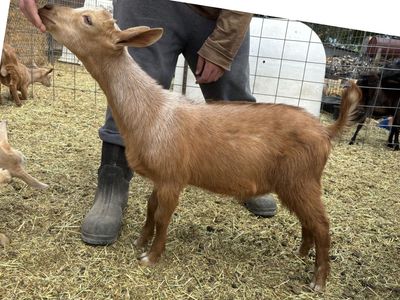 American Guernsey Buck kid
