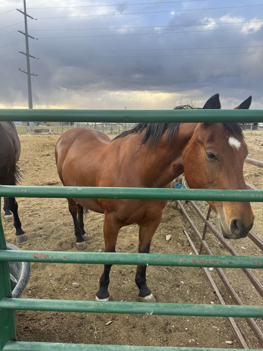 2005 Aqha mare for sale