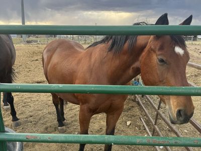 2005 Aqha mare for sale
