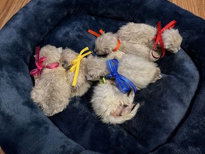 Hypoallergenic Ragdoll Bengal mix kittens