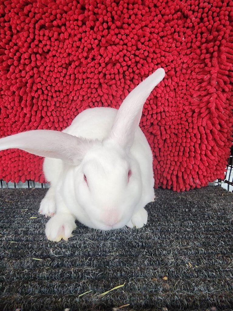 Purebred Standard REW Rex Buck