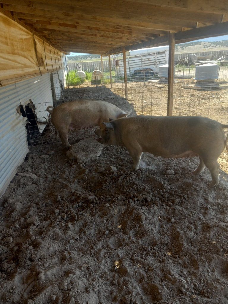 sausage sows