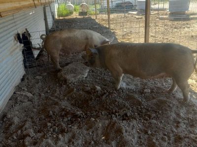 sausage sows