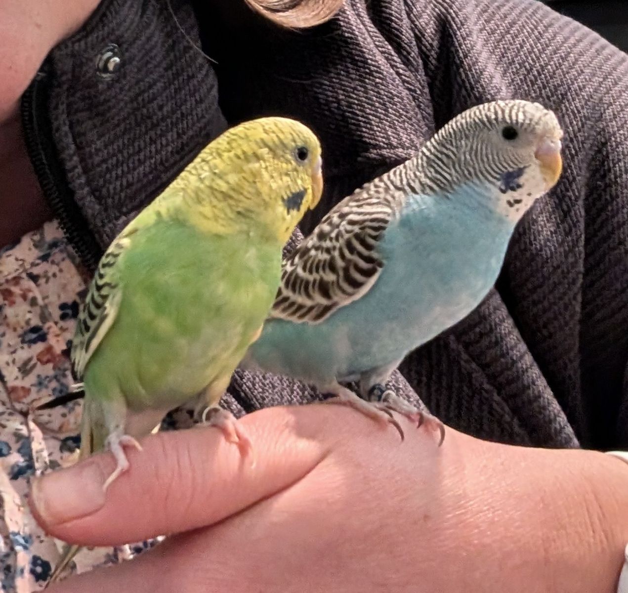 Two Australian Parakeets and Bird Cage