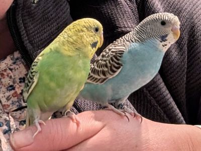 Two Australian Parakeets and Bird Cage