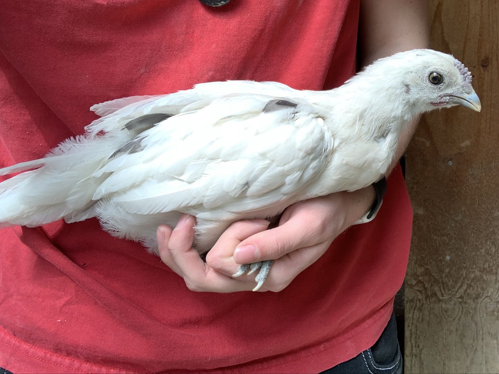 Coop Ready Zombie Pullet Chick