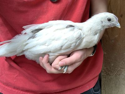 Coop Ready Zombie Pullet Chick