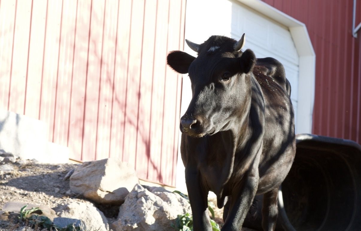 Pregnant Mixed Breed heifer - Halter Broken