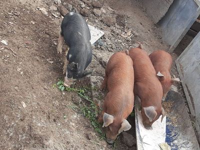 Purebred weaner pigs Duroc or Berkshire