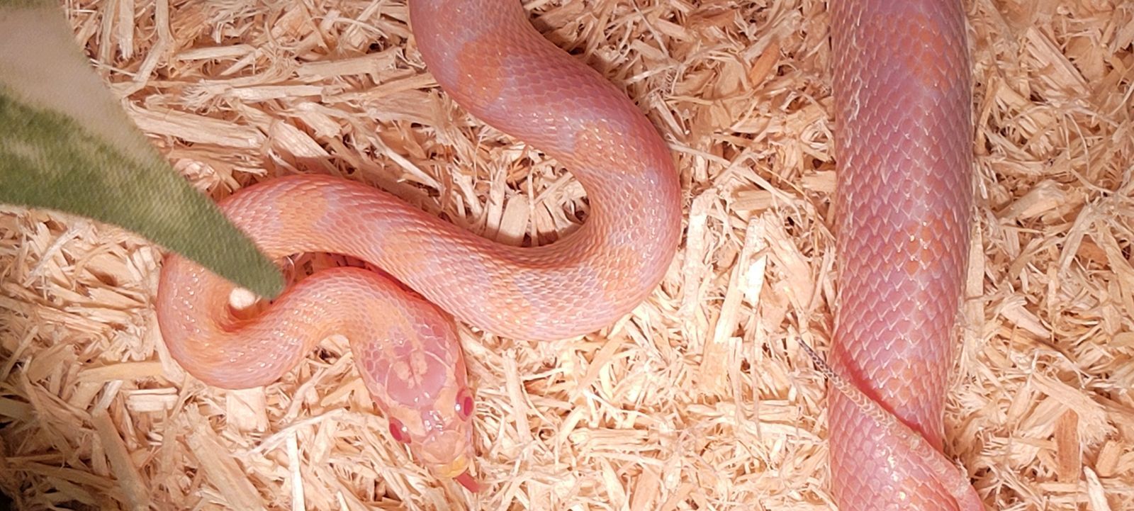 Beautiful 8 Month Old Female Corn Snake + Enclosure