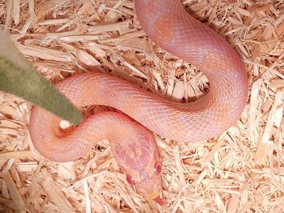 Beautiful 8 Month Old Female Corn Snake + Enclosure