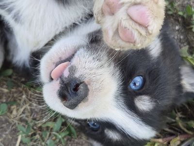 AKC Purebred Siberian Husky Puppies - Ready Now!