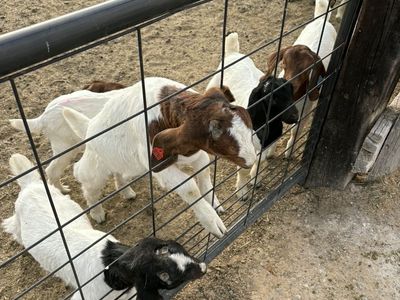 Whether Goats