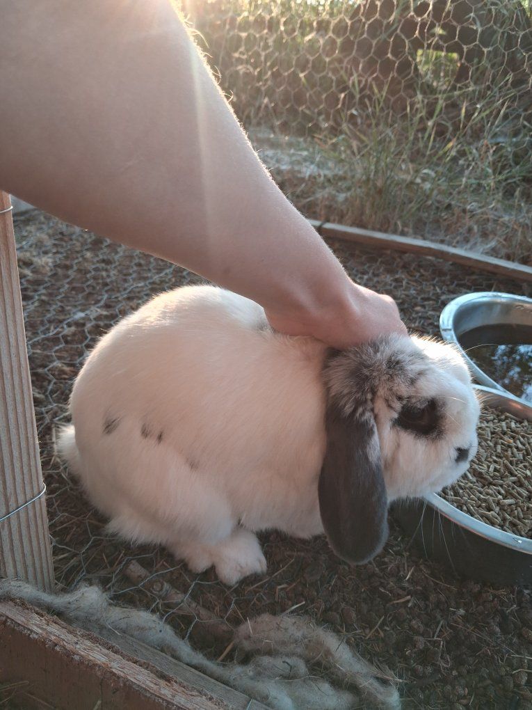 friendly holland lop male rabbit