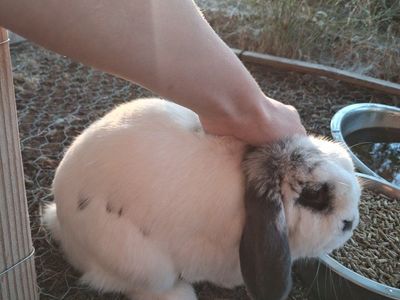 friendly holland lop male rabbit