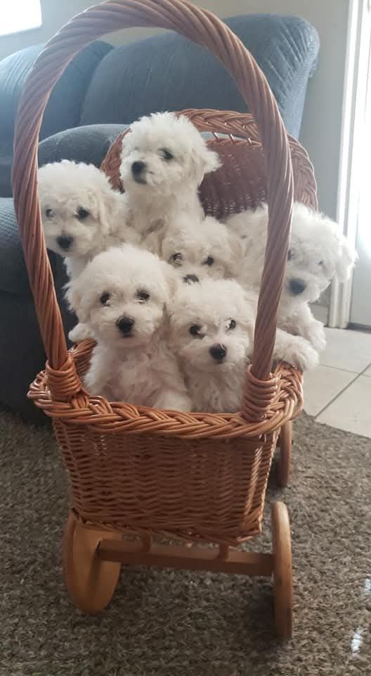 Hypoallergenic and shedding Purebred Bichon puppies