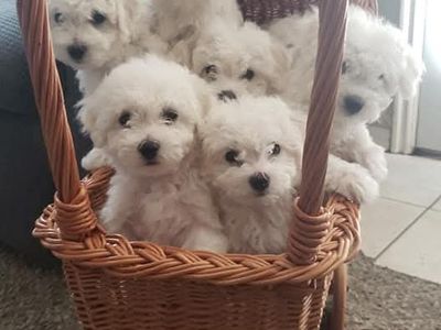 Hypoallergenic and shedding Purebred Bichon puppies