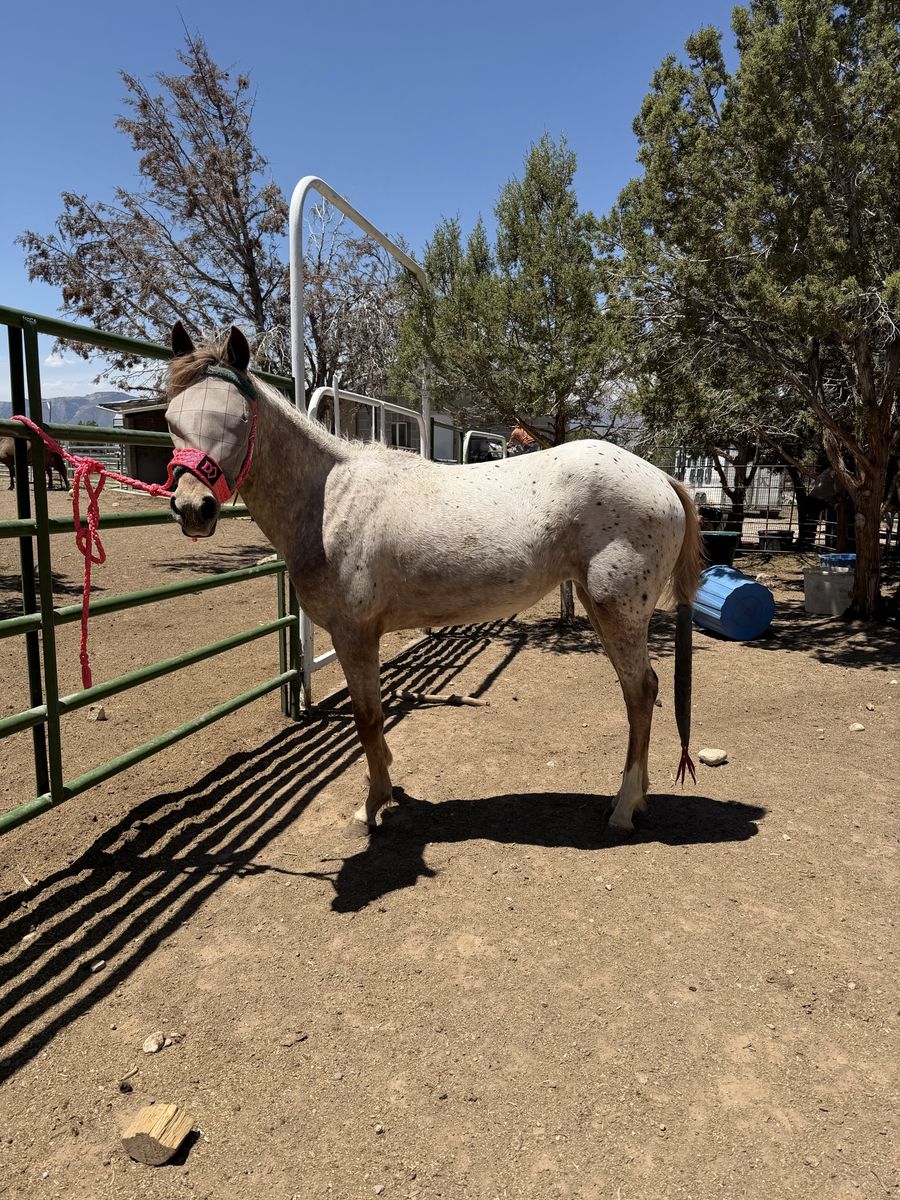 Appaloosa Filly