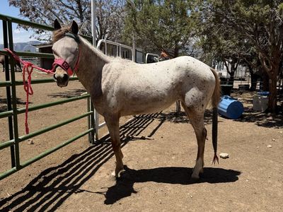 Appaloosa Filly