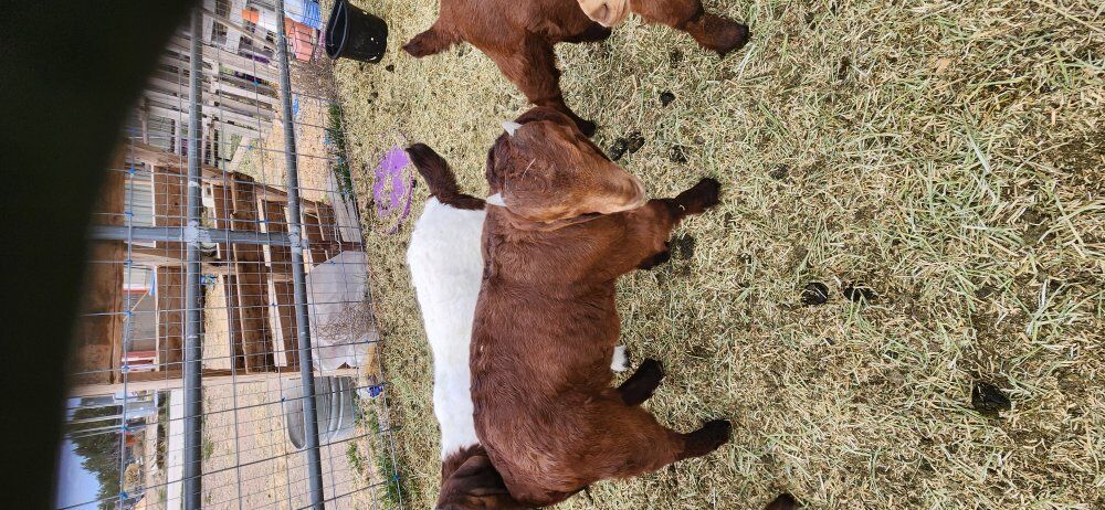 Boer intact bucklings and wethers