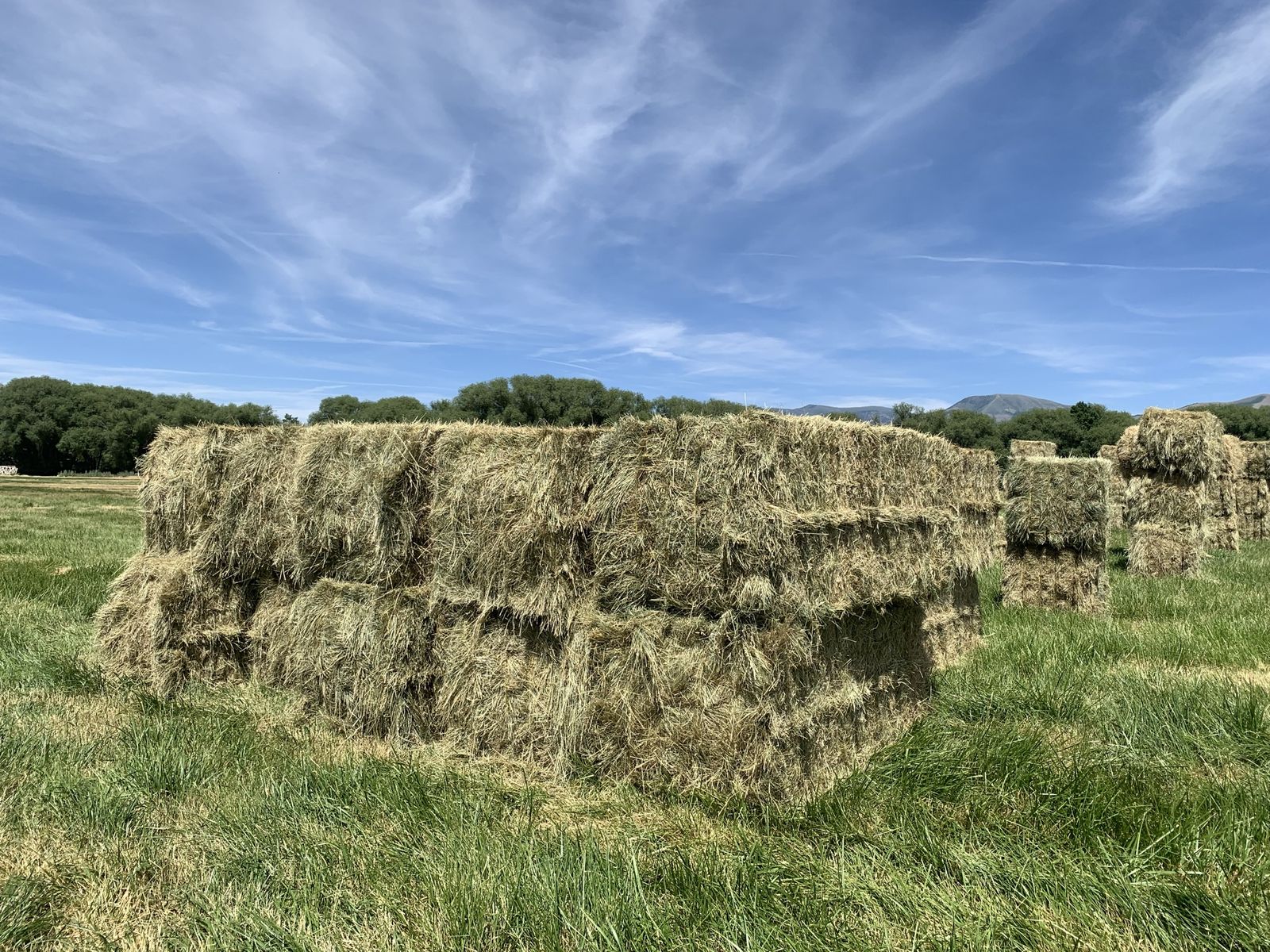 Good Quality Barn Stored Grass Hay Bales - 750 to 800 lbs