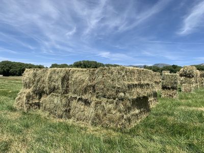 Good Quality Barn Stored Grass Hay Bales - 750 to 800 lbs