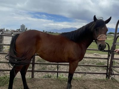 4th of July special 3yr bay mare