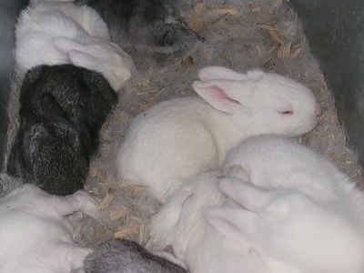 flemish giant