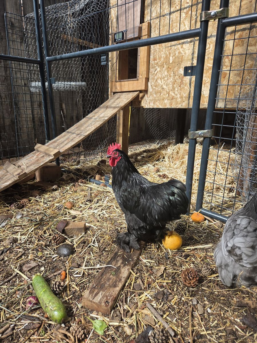 Looking to rehome my rooster