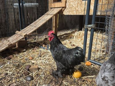 Looking to rehome my rooster