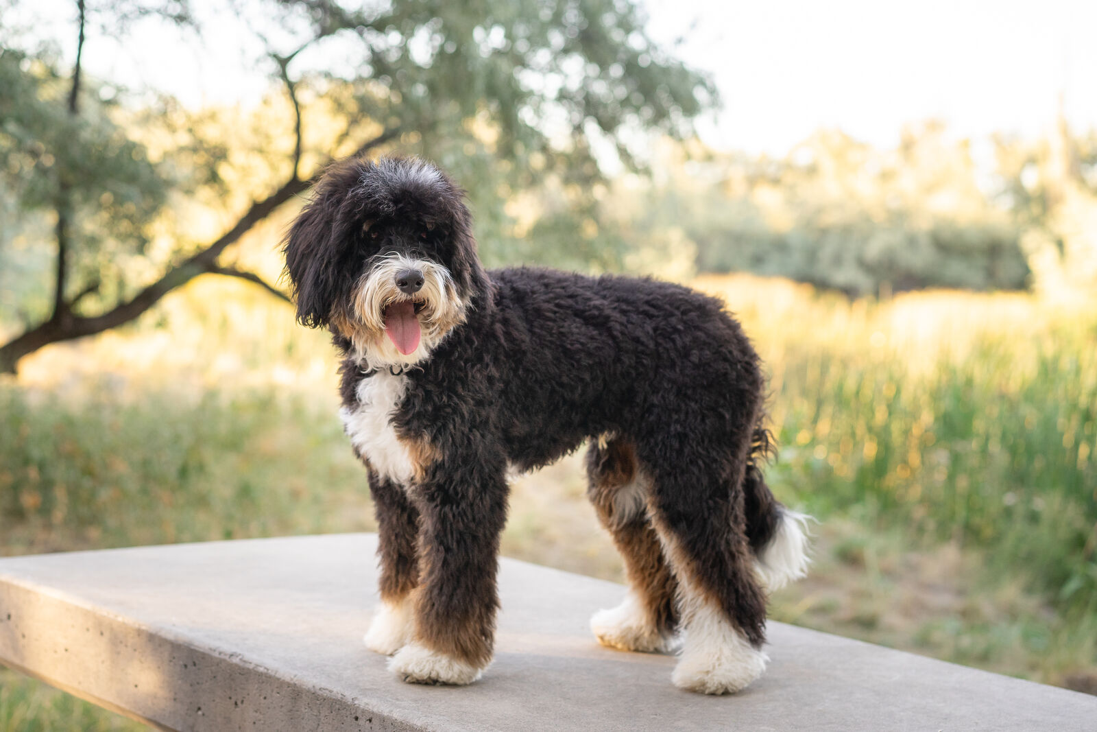 20 lb CLEAR Bernedoodle carries CHOCOLATE