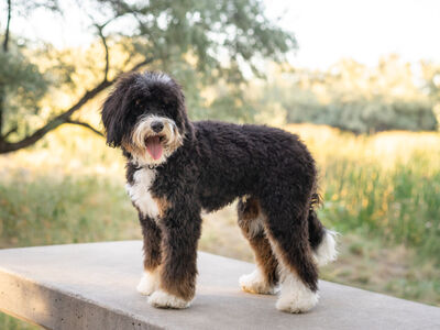 20 lb CLEAR Bernedoodle carries CHOCOLATE