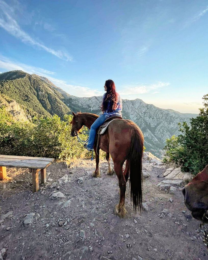 13yr old Mustang Gelding