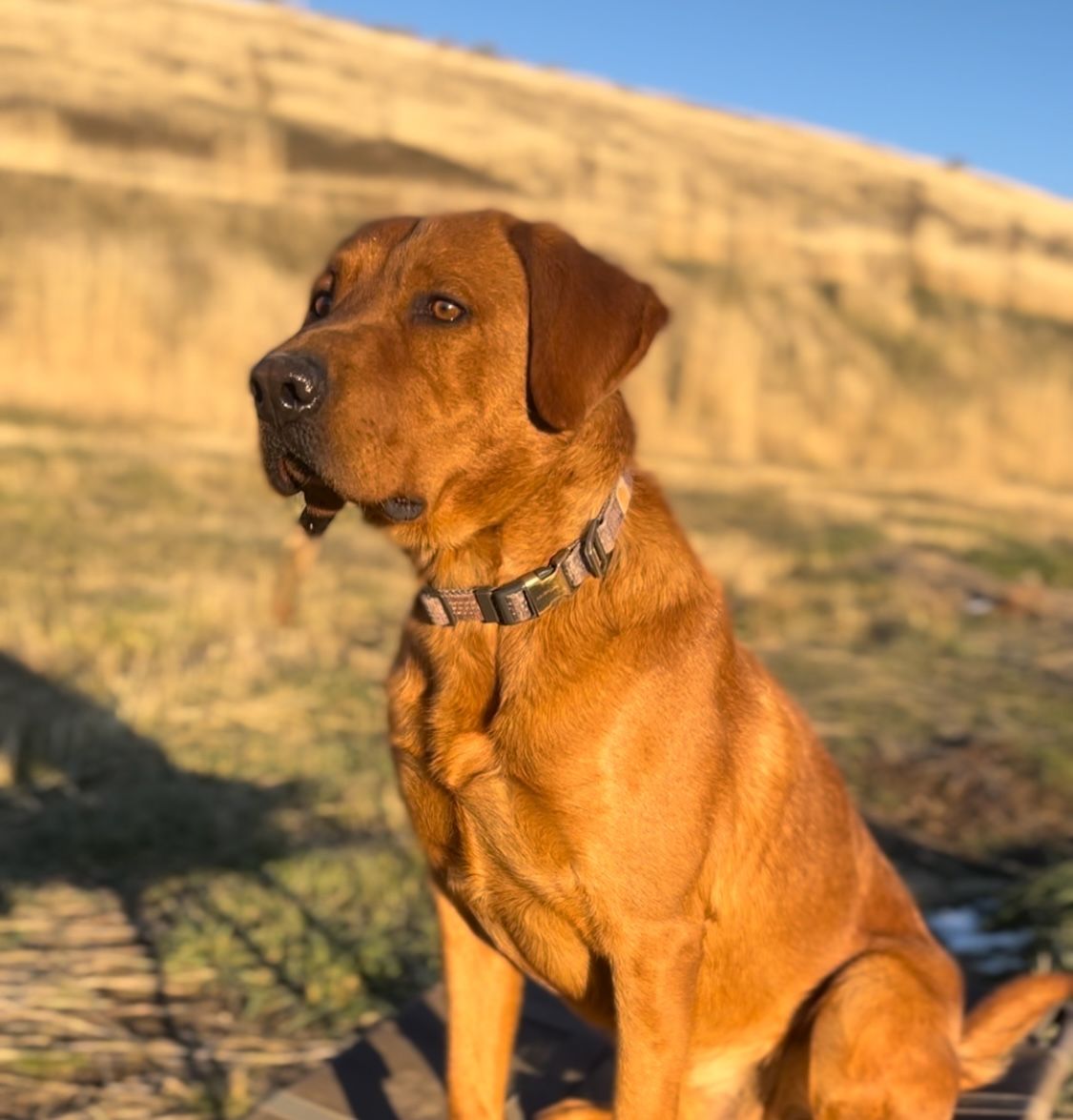 Fox Red Lab Stud