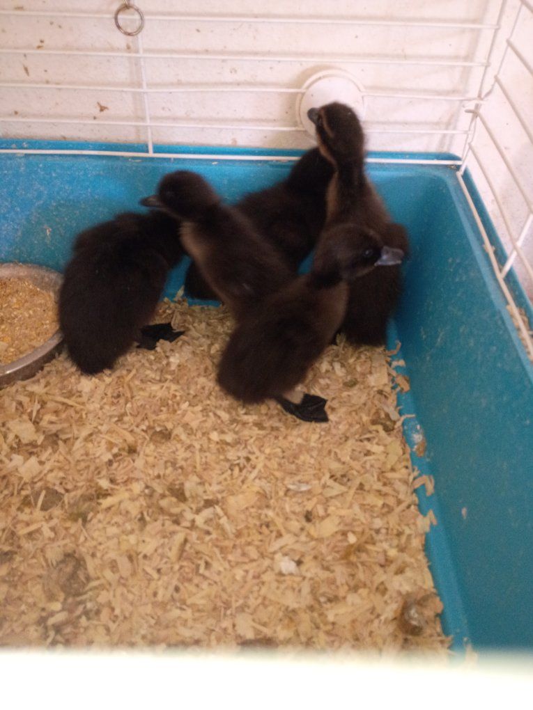 Ducklings